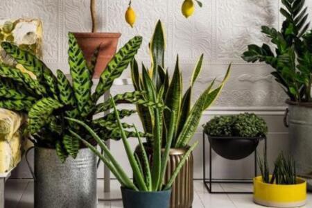 適合室內(nèi)的植物哪些不錯？室內(nèi)的植物種植要注意什么？