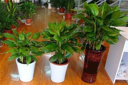 什么植物適合放室內(nèi)？室內(nèi)放植物注意什么？